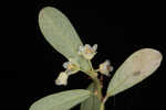 Florida leaf-flower